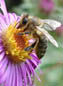 beekeeping hobby image